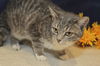 Bella the Easy Going Cat