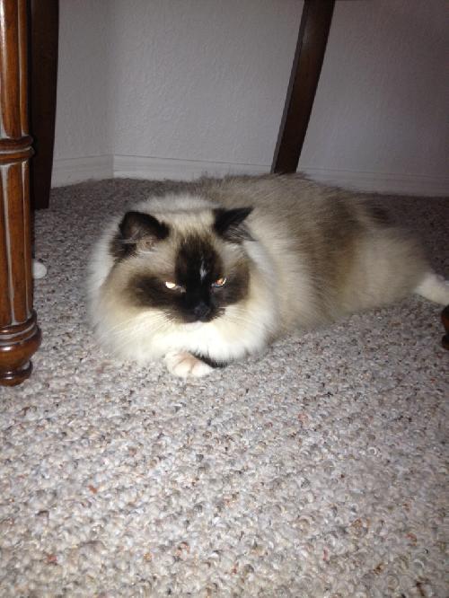 Aurora the Declawed Ragdoll