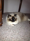 Aurora the Declawed Ragdoll