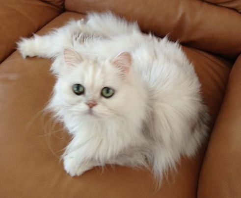 Ginger the Persian