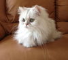Ginger the Persian