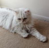 Ginger the Persian