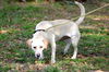Dolly the Little Lab