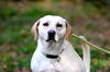 Dolly the Little Lab