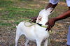 Dolly the Little Lab