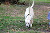 Dolly the Little Lab