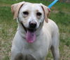 Dolly the Little Lab
