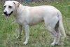 Dolly the Little Lab