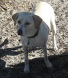 Dolly the Little Lab