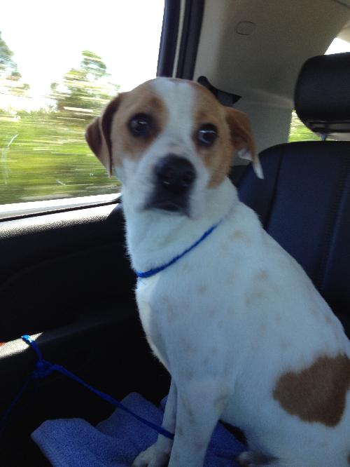 Pepper the Sweet Hound/JRT