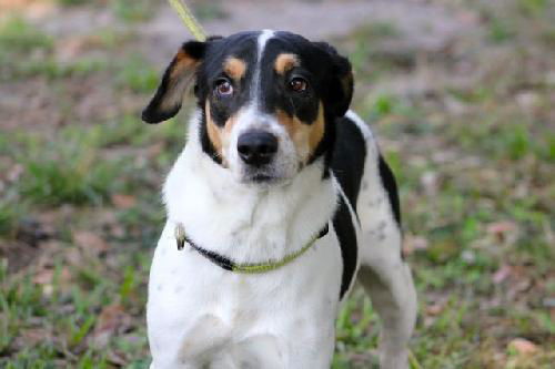 Jack the Jack Russell/Bassett