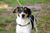 Jack the Jack Russell/Bassett