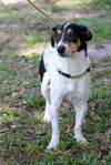 Jack the Jack Russell/Bassett