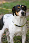 Jack the Jack Russell/Bassett