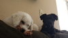 Buddy Boo Boo the Pomachon