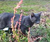 Smokey the Kitten