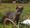 Smokey the Kitten