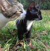 Shamu the Kitten