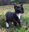 Shamu the Kitten