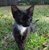 Shamu the Kitten