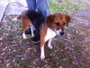 Sadie Mae the Gentle Hound