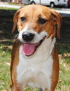 Sadie Mae the Gentle Hound