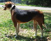 Sadie Mae the Gentle Hound