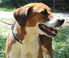 Sadie Mae the Gentle Hound