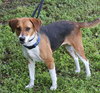 Sadie Mae the Gentle Hound
