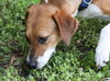 Sadie Mae the Gentle Hound