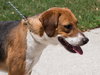Sadie Mae the Gentle Hound
