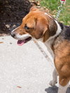 Sadie Mae the Gentle Hound