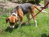 Sadie Mae the Gentle Hound