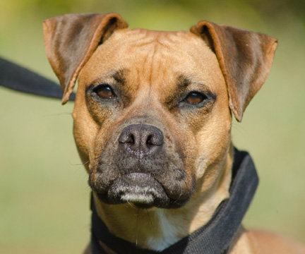 Hootie the Boxer/Cur Girl