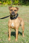 Hootie the Boxer/Cur Girl
