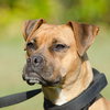 Hootie the Boxer/Cur Girl