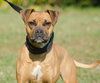 Hootie the Boxer/Cur Girl
