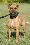 Hootie the Boxer/Cur Girl