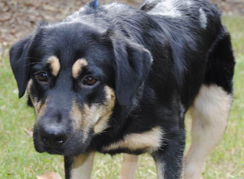 Waylon the Shepherd Blend