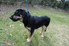 Waylon the Shepherd Blend