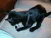 Artemis the Super-Toed Hemingway Kitten