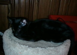 Apollo the Uno Eyed Kitten