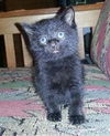 Jeffrey the Snuggle Bunny Kitten