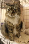 Nutmeg the Declawed Maine Coon Beauty