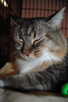 Nutmeg the Declawed Maine Coon Beauty