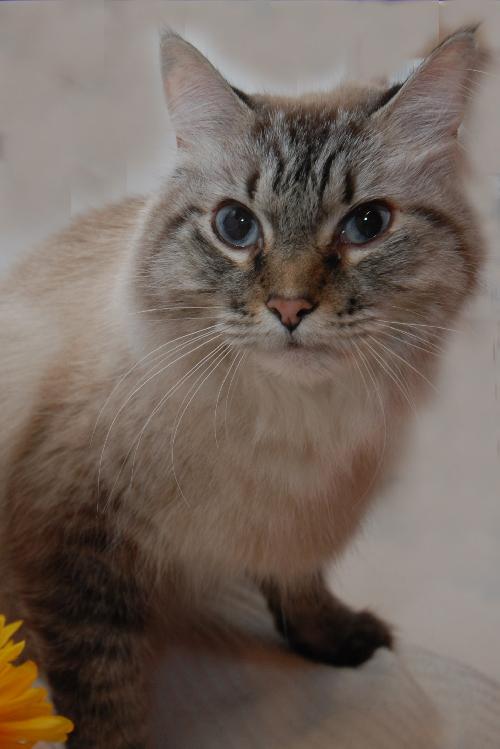 Declawed ragdoll cat for 2024 adoption