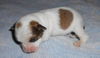 Opal the Gem Puppy