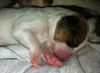 Opal the Gem Puppy