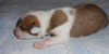 Amber the Gem Puppy