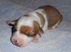 Amber the Gem Puppy